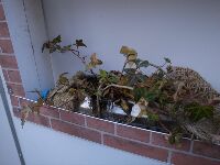 ���̒��̐A��